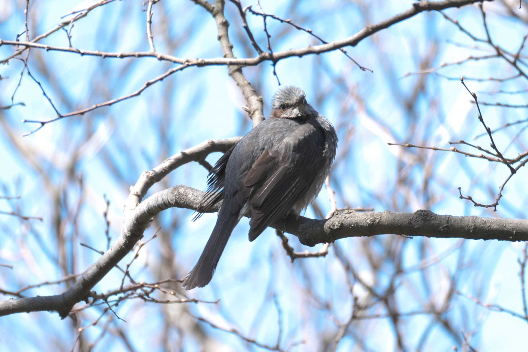 Photo of Brown-eared Bulbul at 横浜自然観察の森 by Y. Watanabe