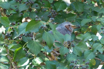 Brown-eared Bulbul 横浜自然観察の森 Fri, 3/22/2024