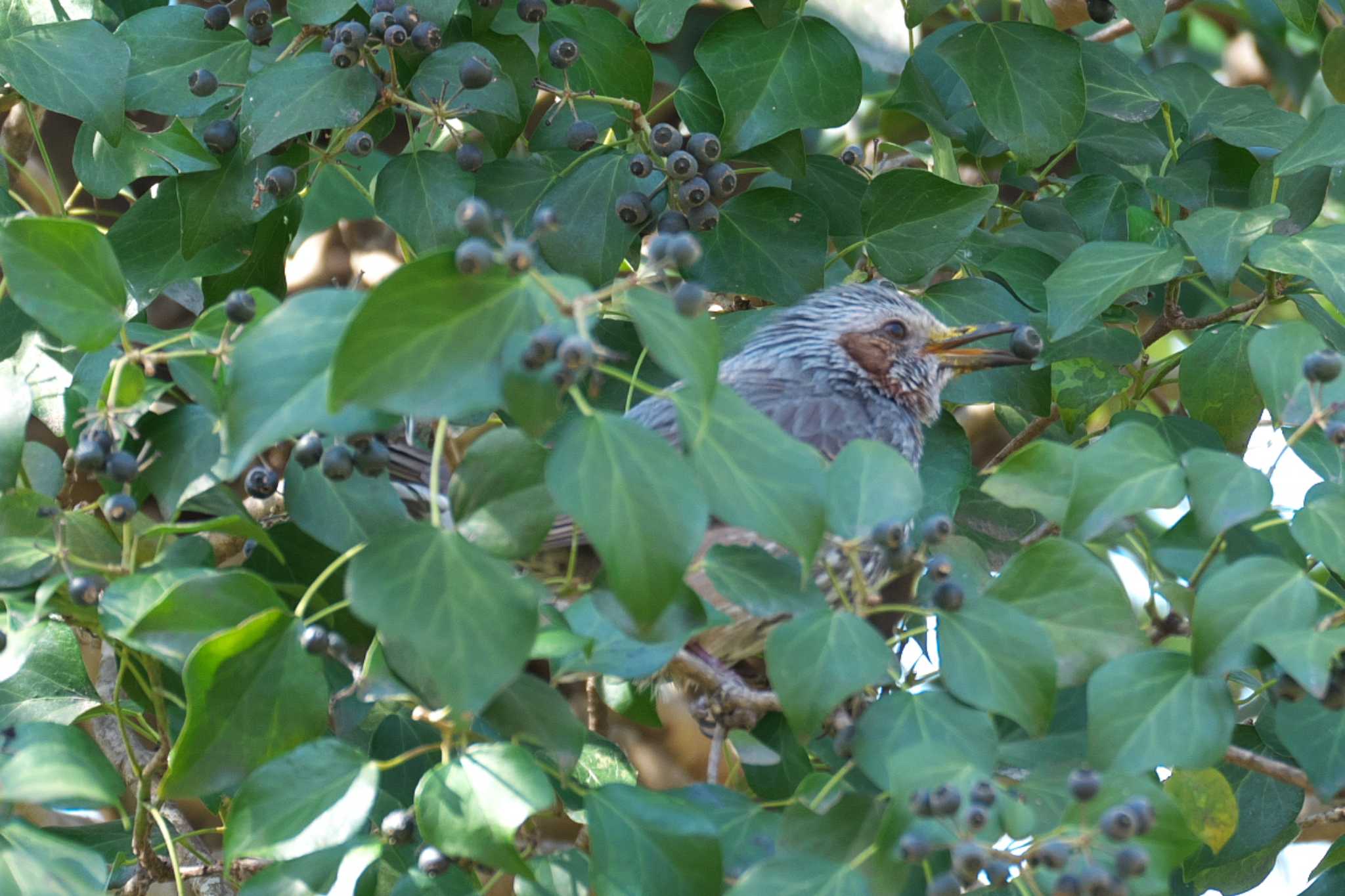 Photo of Brown-eared Bulbul at 横浜自然観察の森 by Y. Watanabe