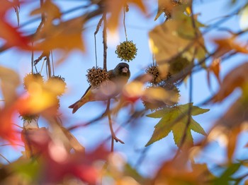 カワラヒワ 場所が不明 2018年12月15日(土)