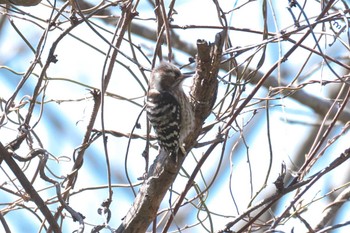 Japanese Pygmy Woodpecker 横浜自然観察の森 Fri, 3/22/2024