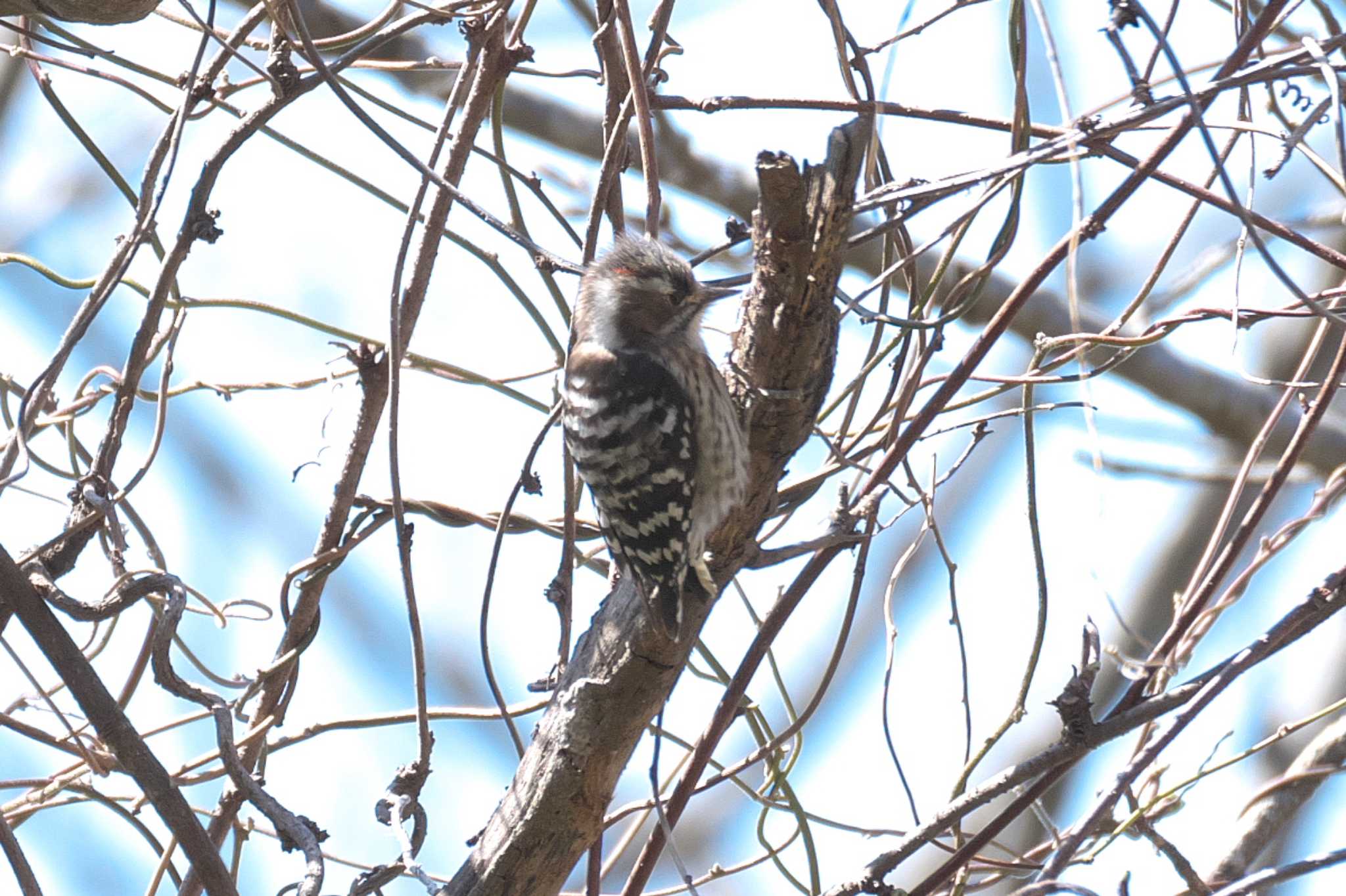 Japanese Pygmy Woodpecker