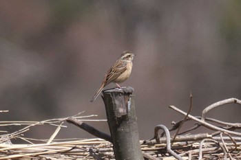 Meadow Bunting 横浜自然観察の森 Fri, 3/22/2024