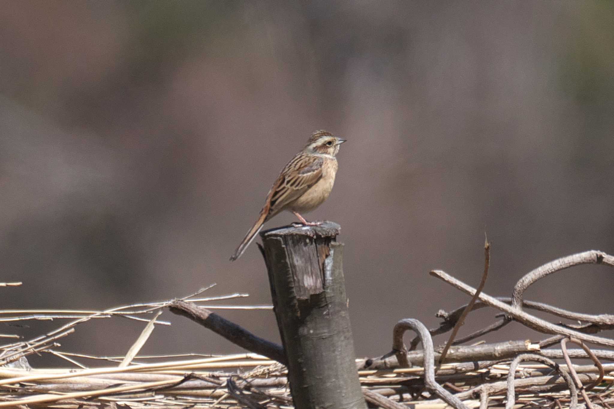 Meadow Bunting