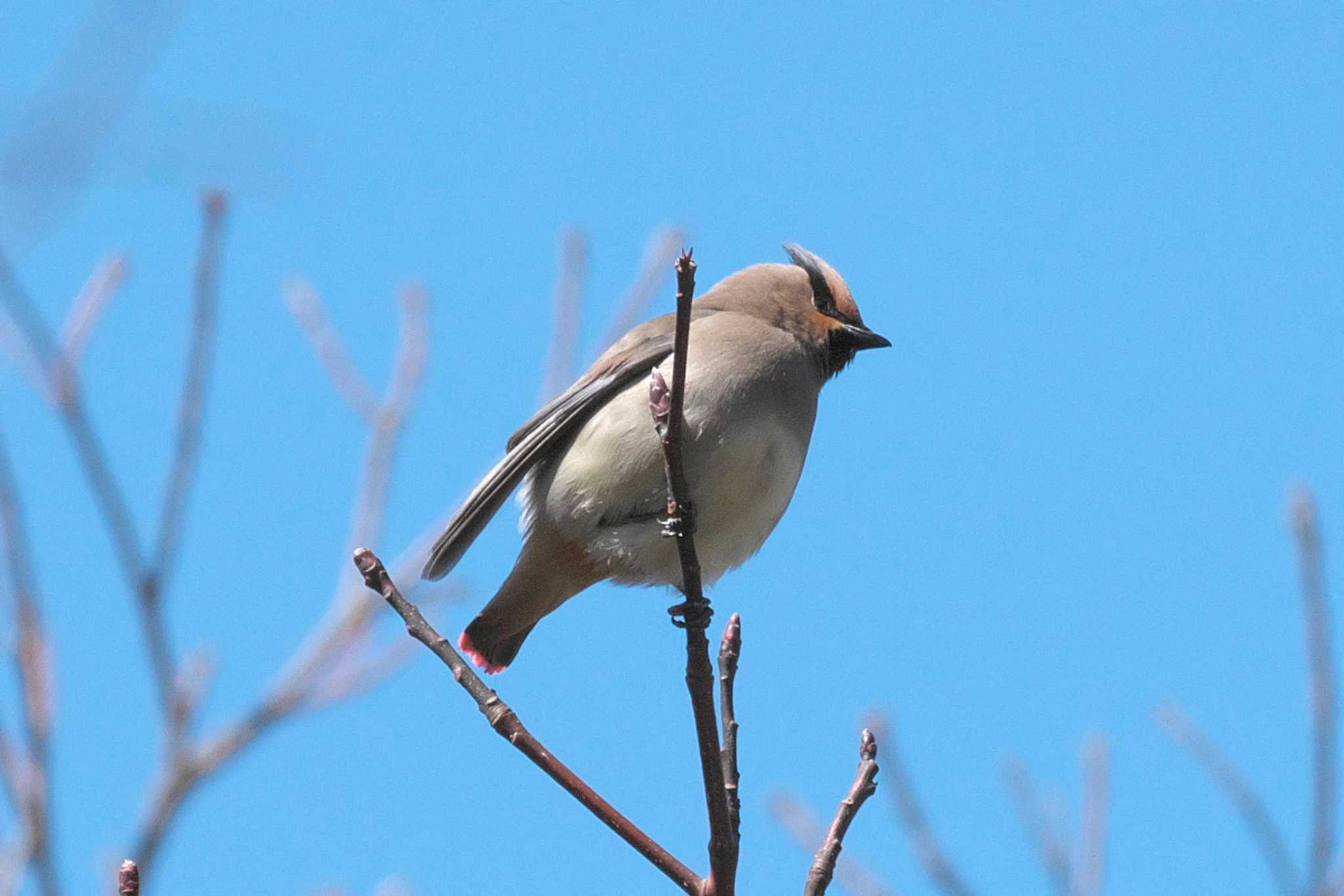 Photo of Japanese Waxwing at 横浜自然観察の森 by Y. Watanabe