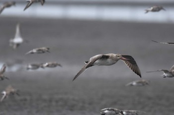 Bar-tailed Godwit 船橋三番瀬 Sun, 3/24/2024