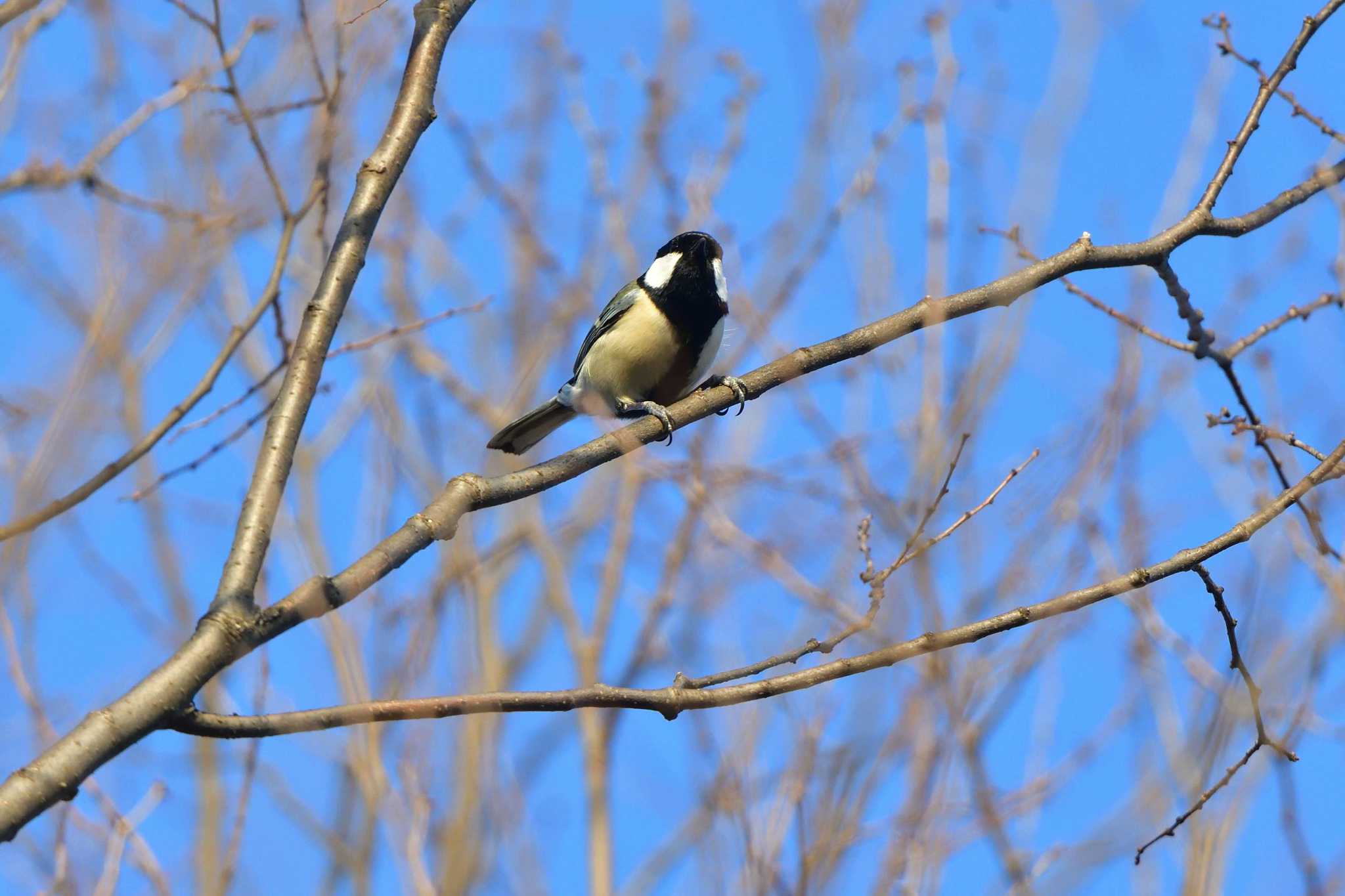 Photo of Japanese Tit at Nagahama Park by やなさん