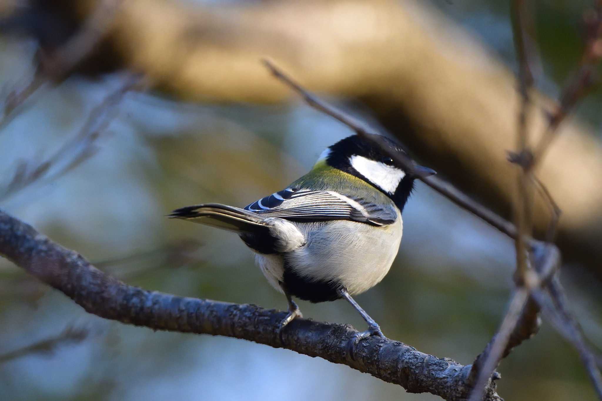 Photo of Japanese Tit at Nagahama Park by やなさん