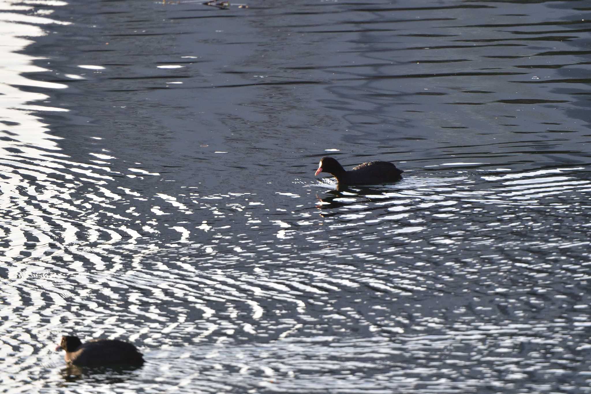 Photo of Eurasian Coot at Nagahama Park by やなさん