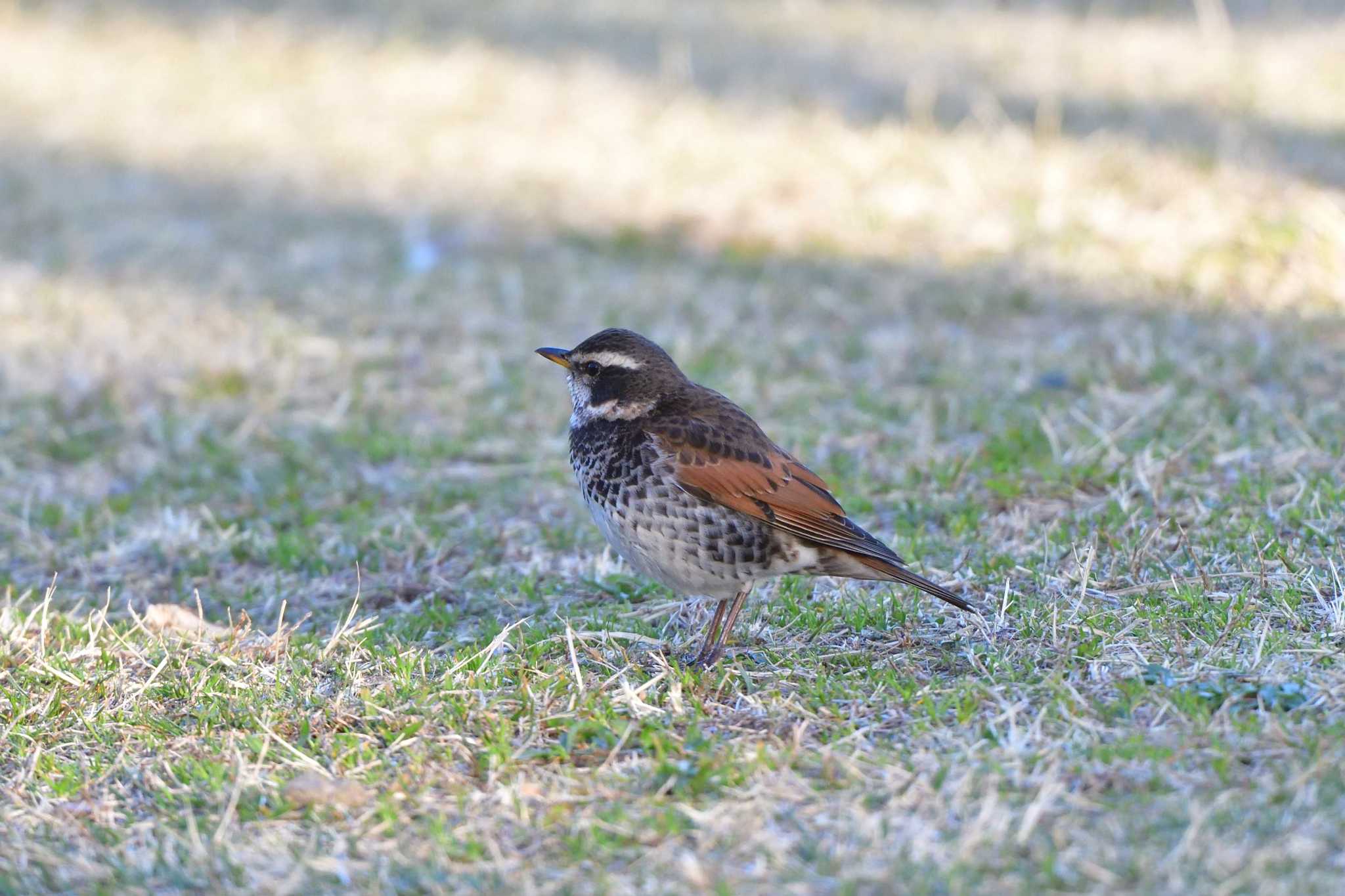 Dusky Thrush