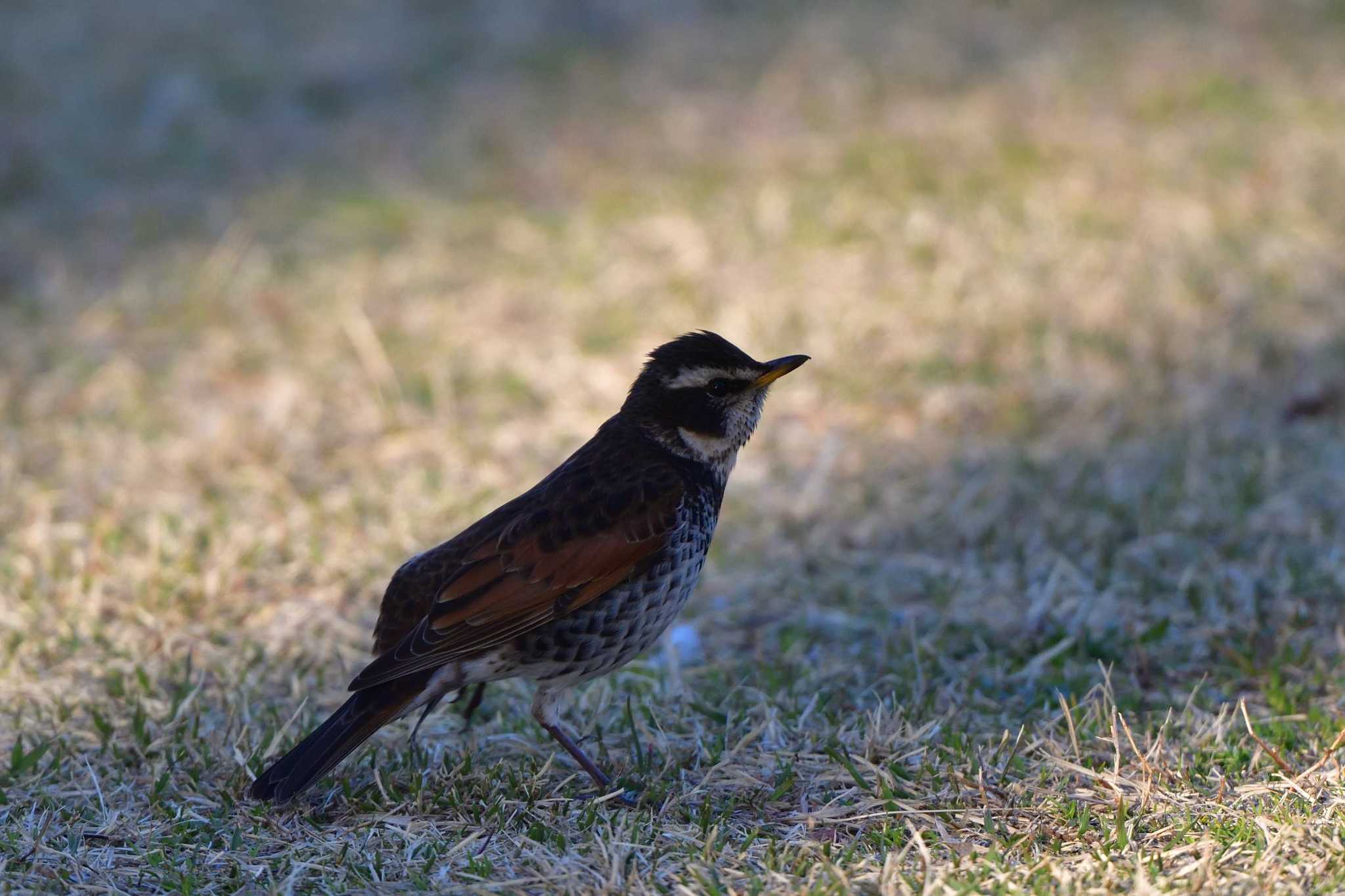 Photo of Dusky Thrush at Nagahama Park by やなさん