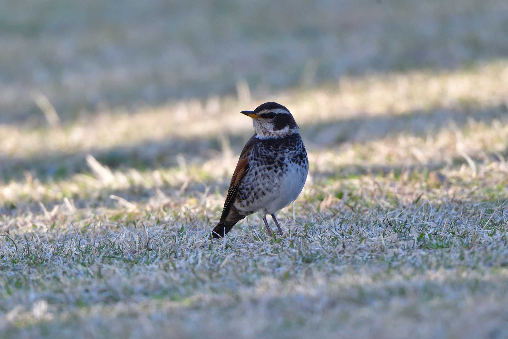 Photo of Dusky Thrush at Nagahama Park by やなさん