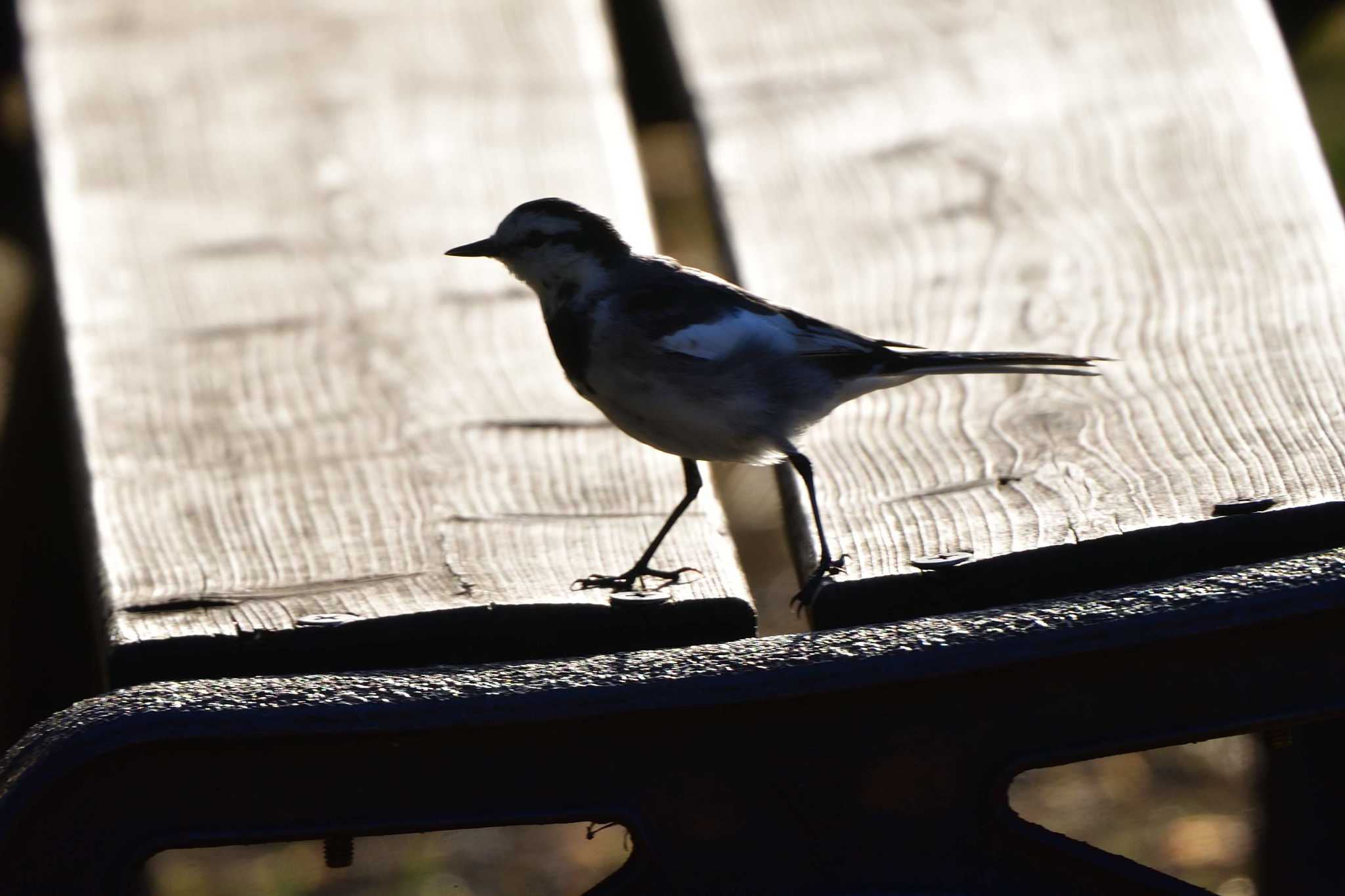 Photo of White Wagtail at Nagahama Park by やなさん