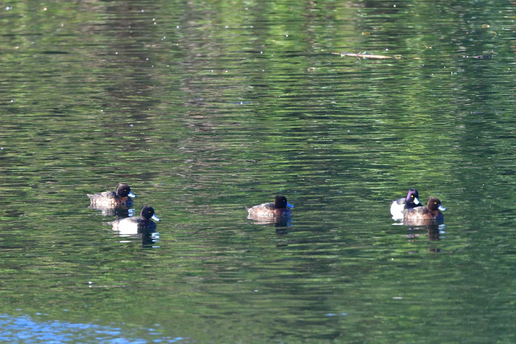 Photo of Tufted Duck at Nagahama Park by やなさん