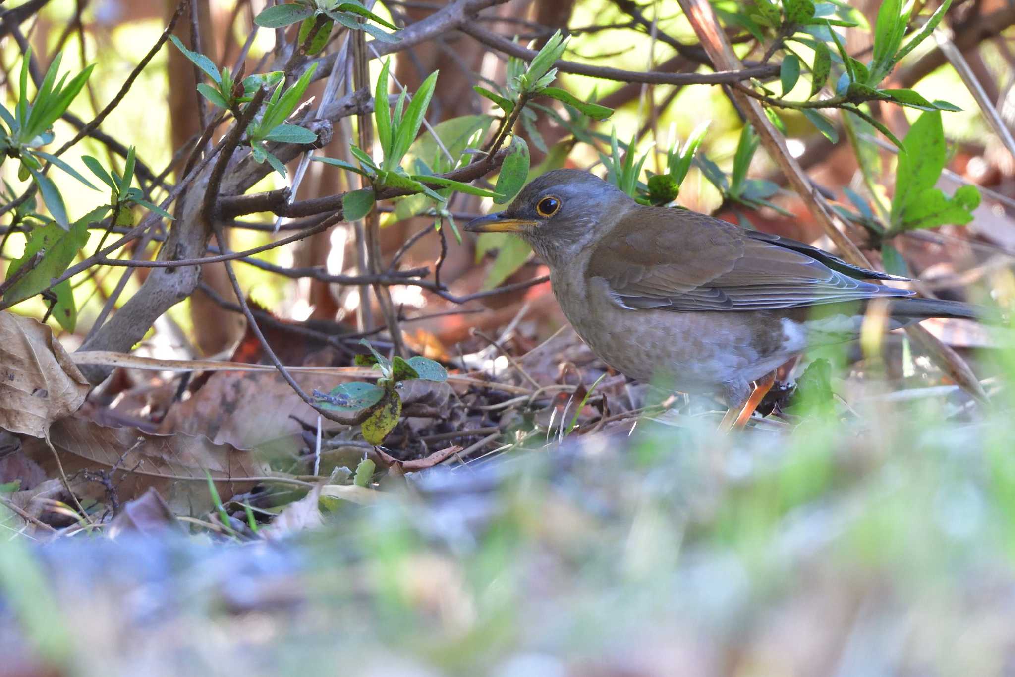 Photo of Pale Thrush at Nagahama Park by やなさん