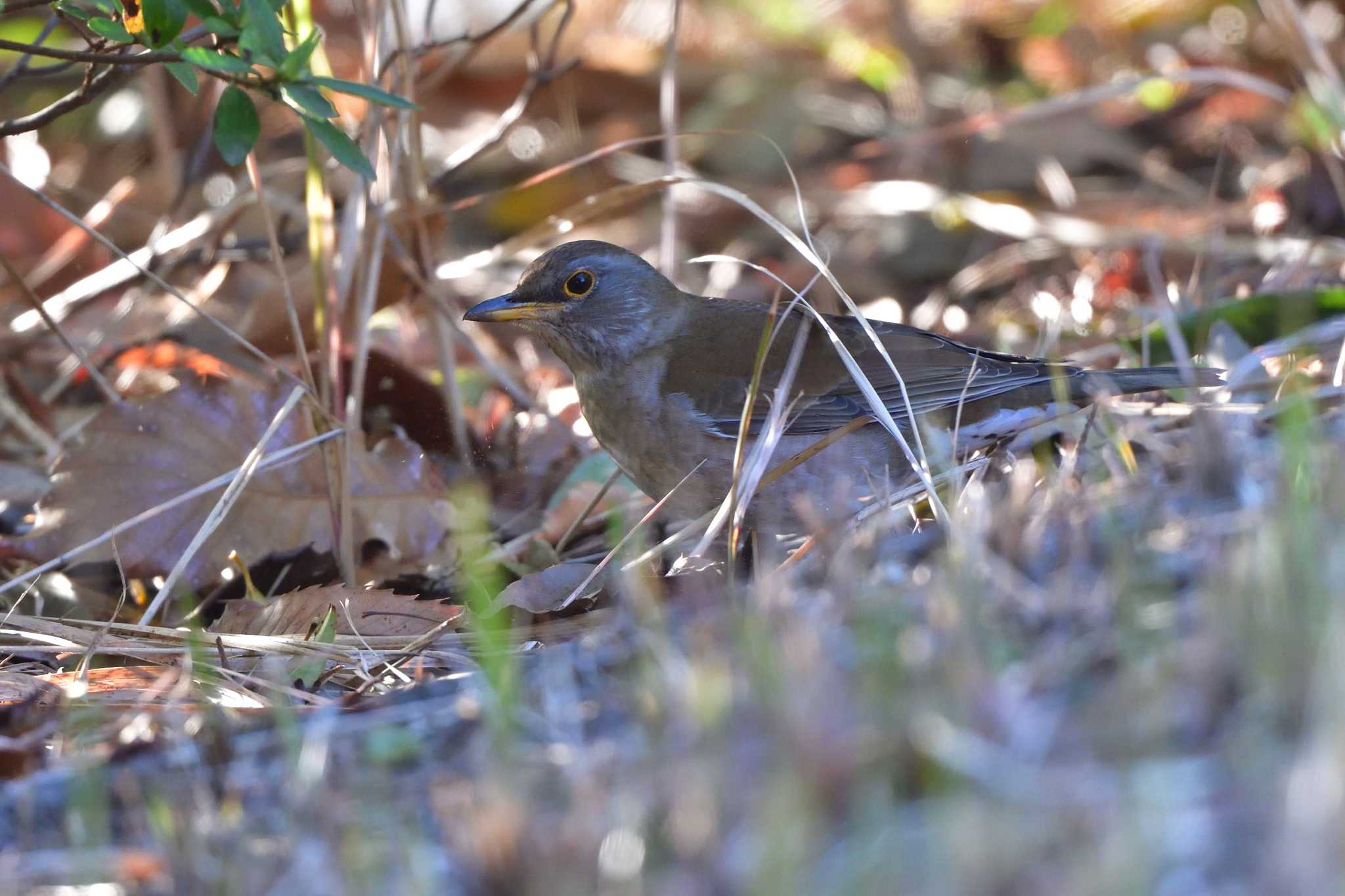 Photo of Pale Thrush at Nagahama Park by やなさん