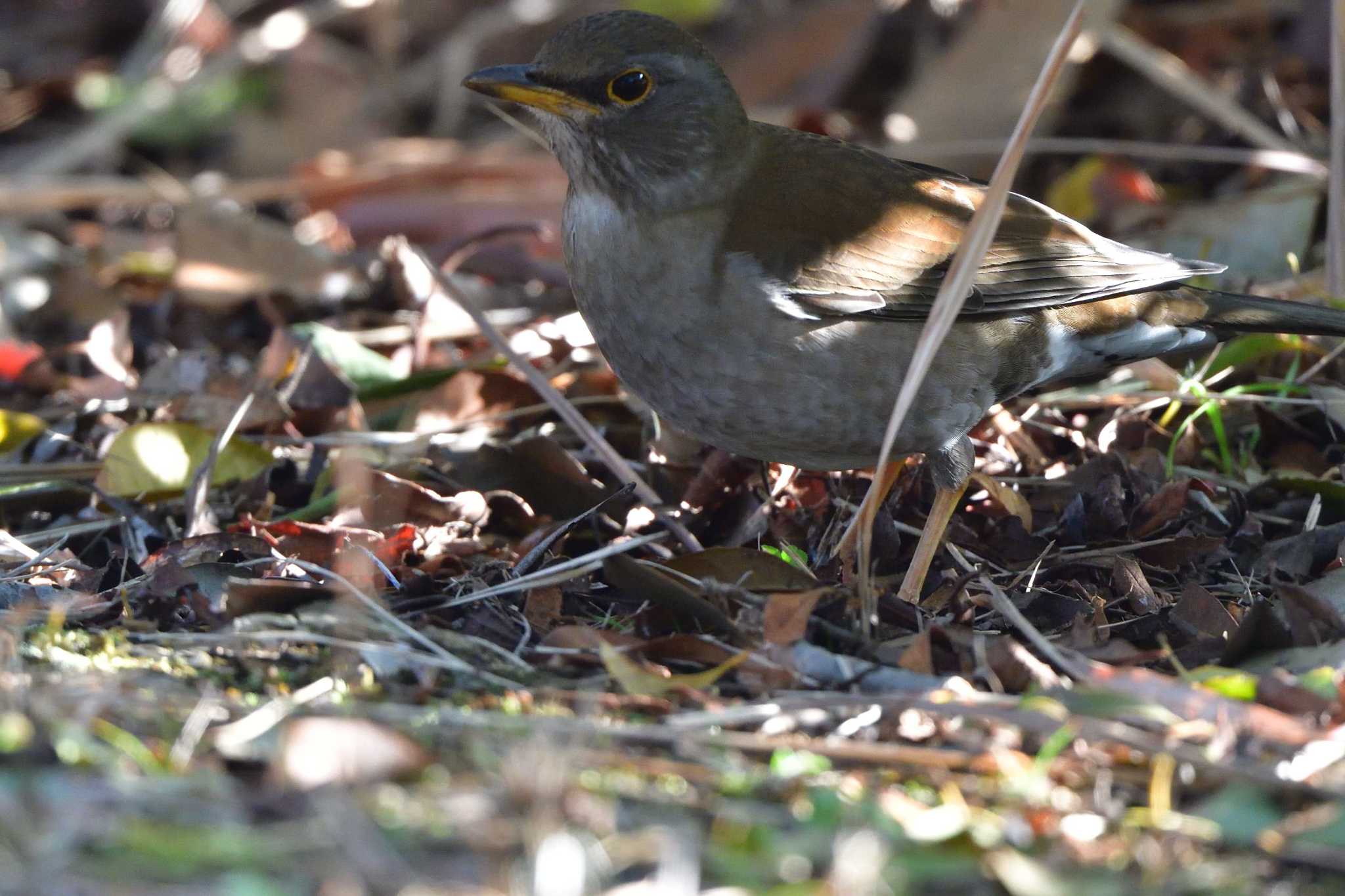 Photo of Pale Thrush at Nagahama Park by やなさん