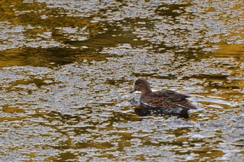 Gadwall Nagahama Park Wed, 3/20/2024