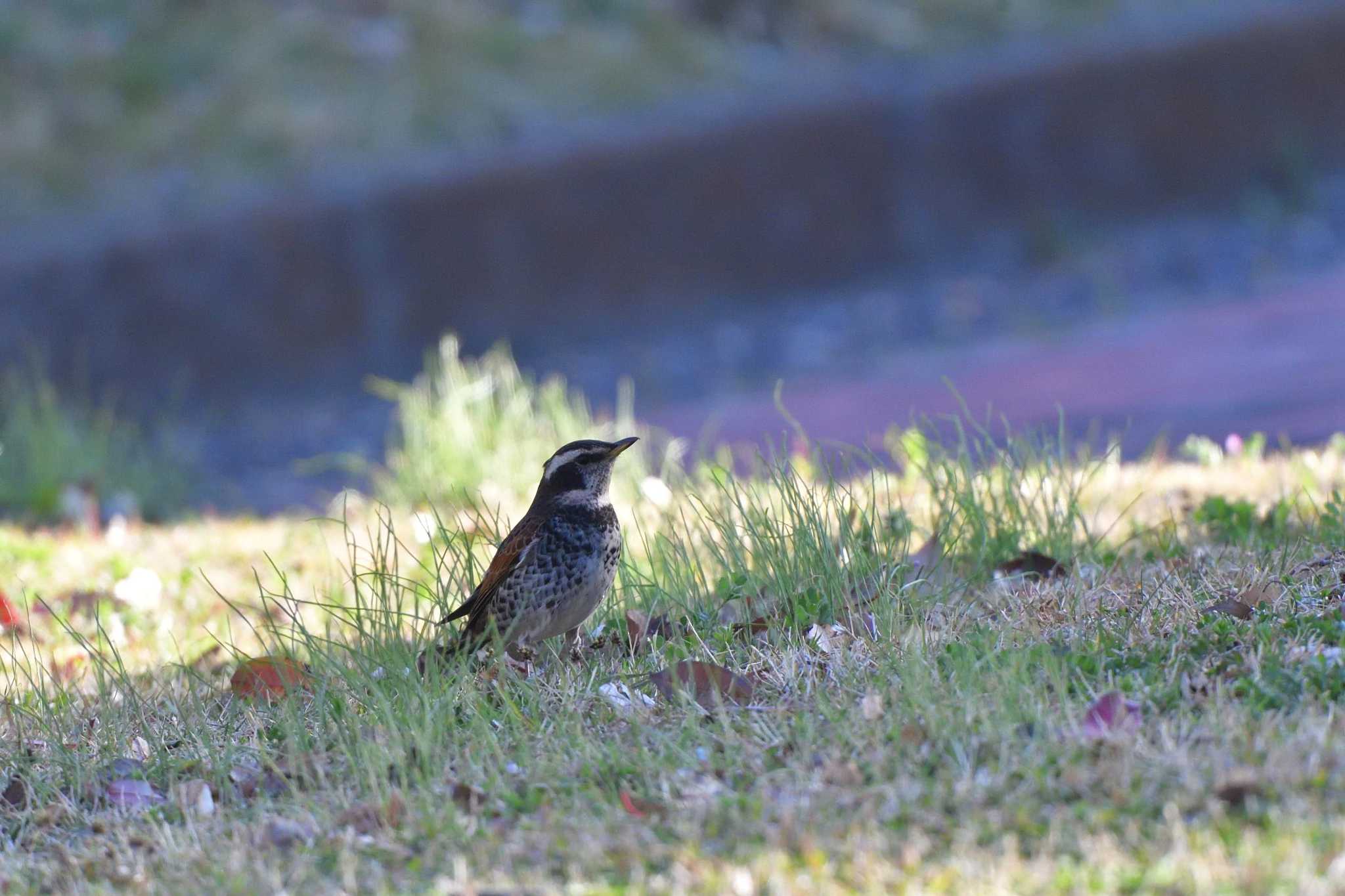 Photo of Dusky Thrush at Nagahama Park by やなさん