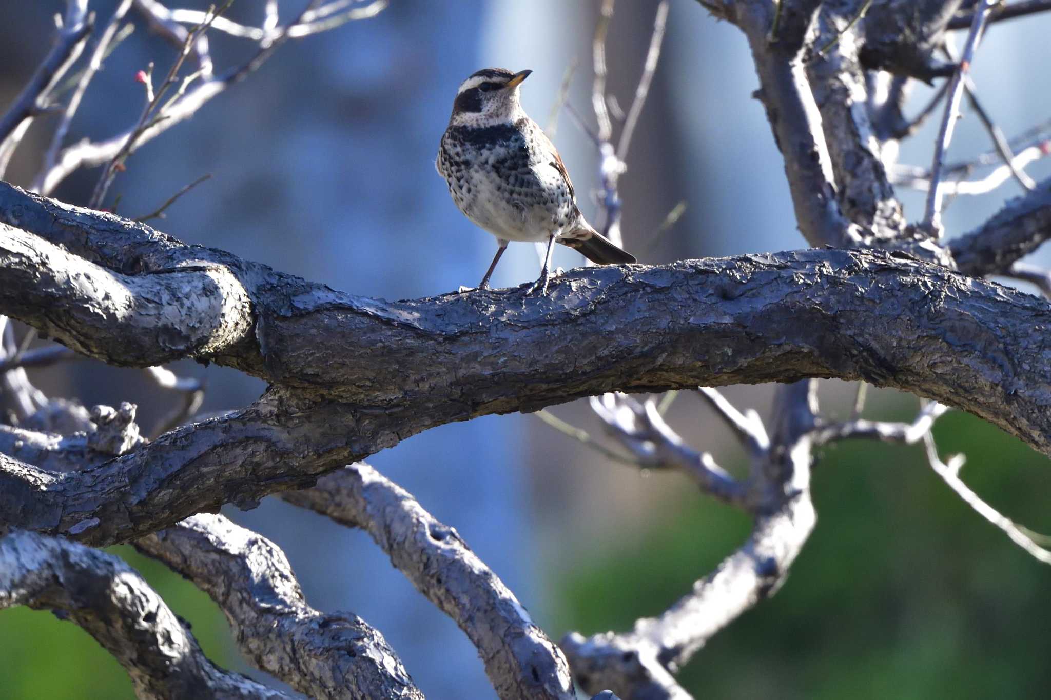 Photo of Dusky Thrush at Nagahama Park by やなさん