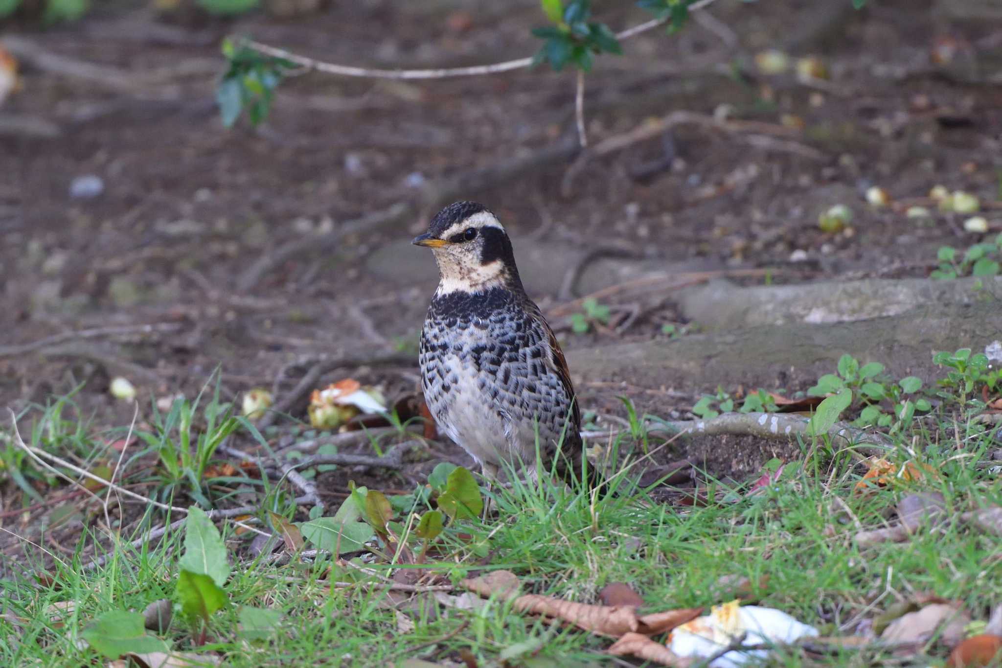 Photo of Dusky Thrush at Nagahama Park by やなさん