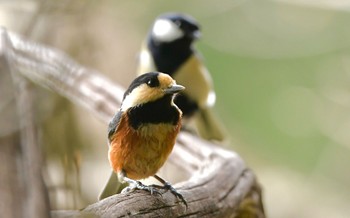 Varied Tit 鶴ヶ池 Sun, 3/17/2024