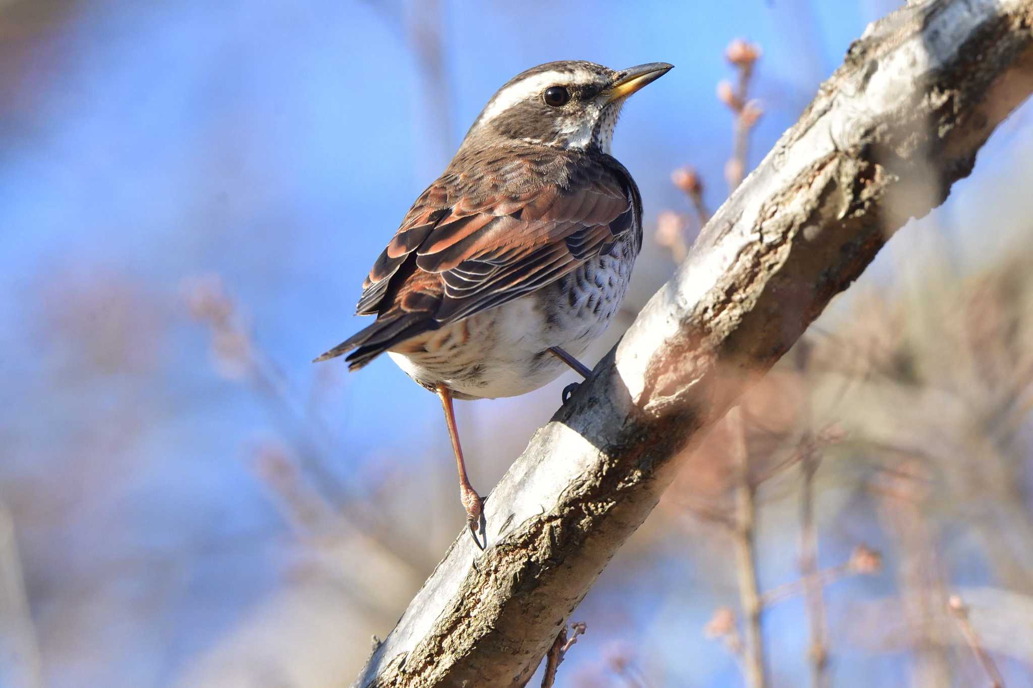 Photo of Dusky Thrush at Nagahama Park by やなさん