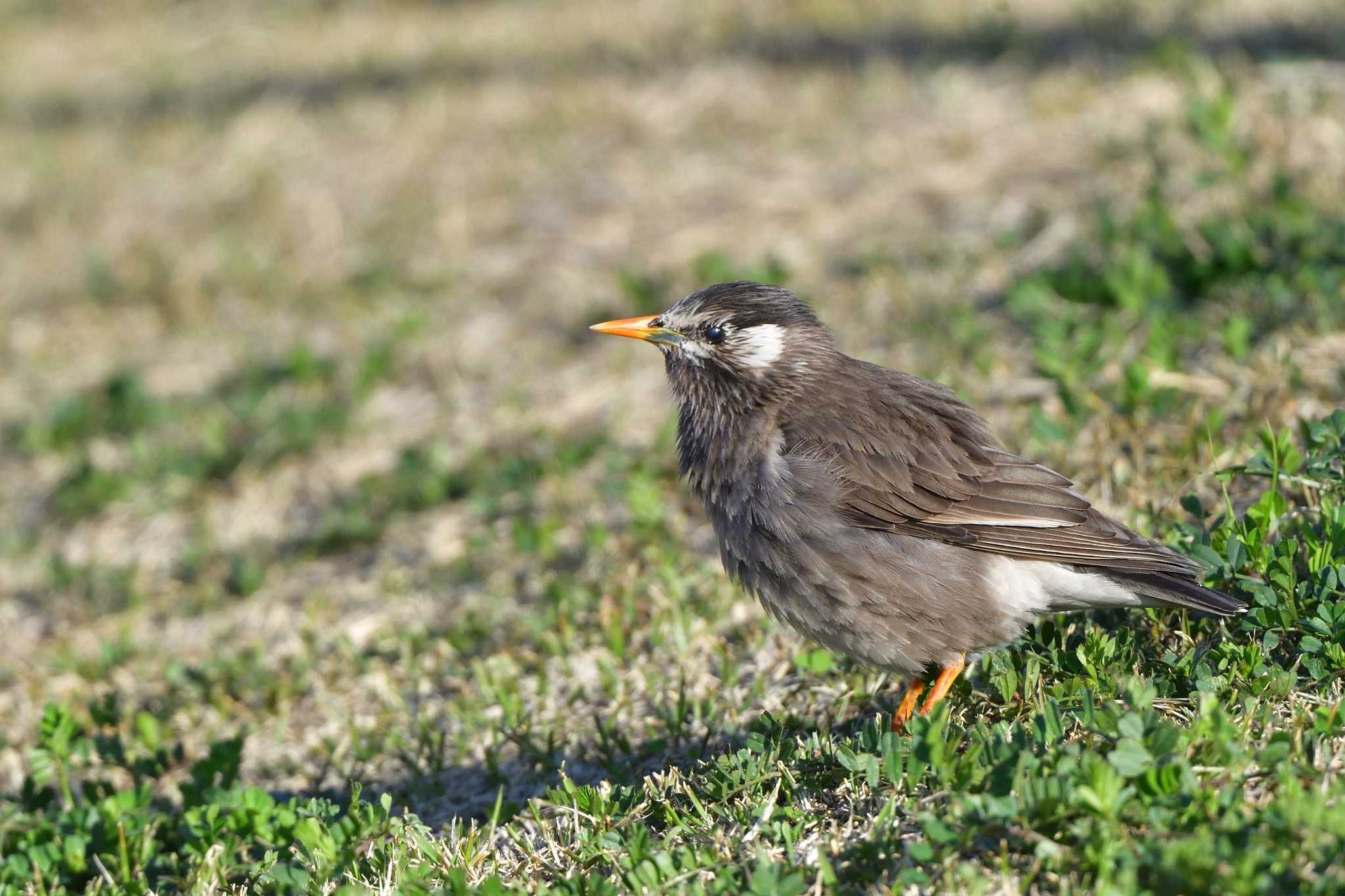 White-cheeked Starling