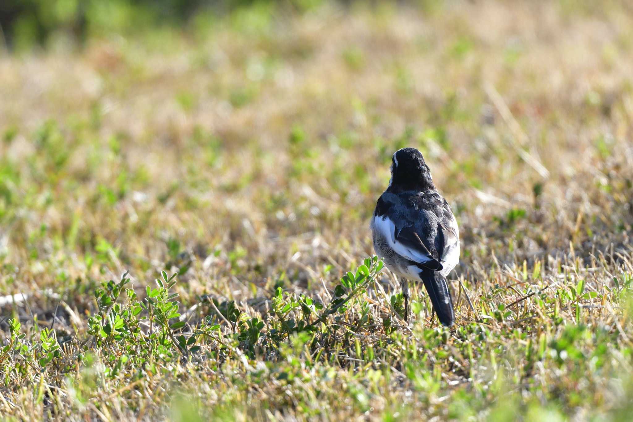 Photo of White Wagtail at Nagahama Park by やなさん