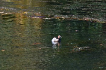 カイツブリ 長浜公園 2024年3月20日(水)