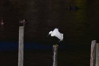 コサギ 長浜公園 2024年3月20日(水)