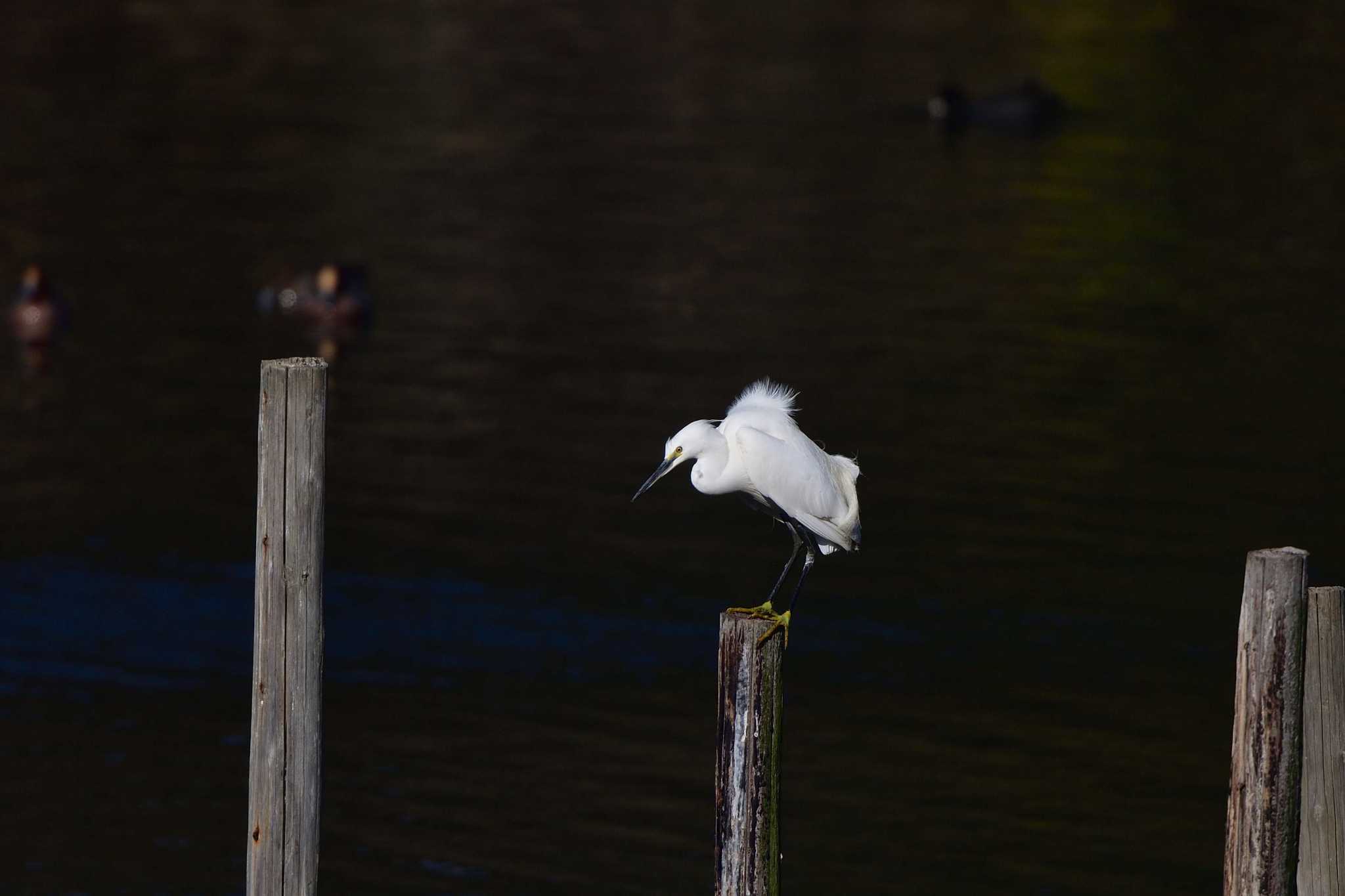 Photo of Little Egret at Nagahama Park by やなさん