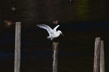 コサギ 長浜公園 2024年3月20日(水)