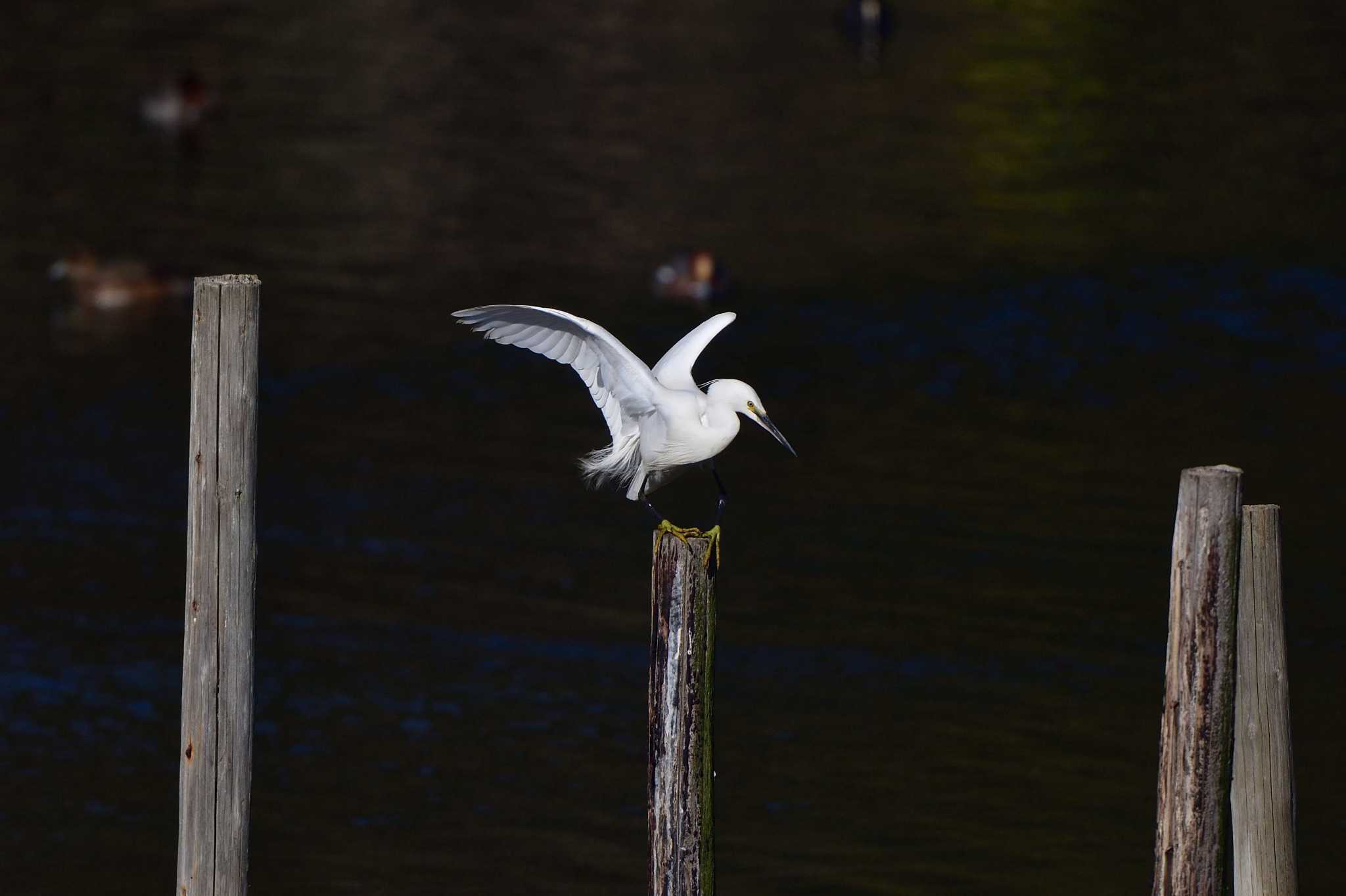 Photo of Little Egret at Nagahama Park by やなさん