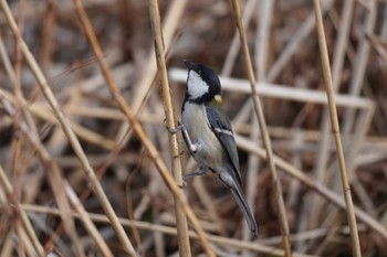 Japanese Tit Mizumoto Park Sun, 3/17/2024