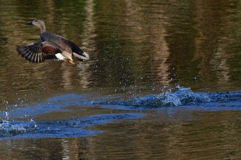 オカヨシガモ 長浜公園 2024年3月20日(水)