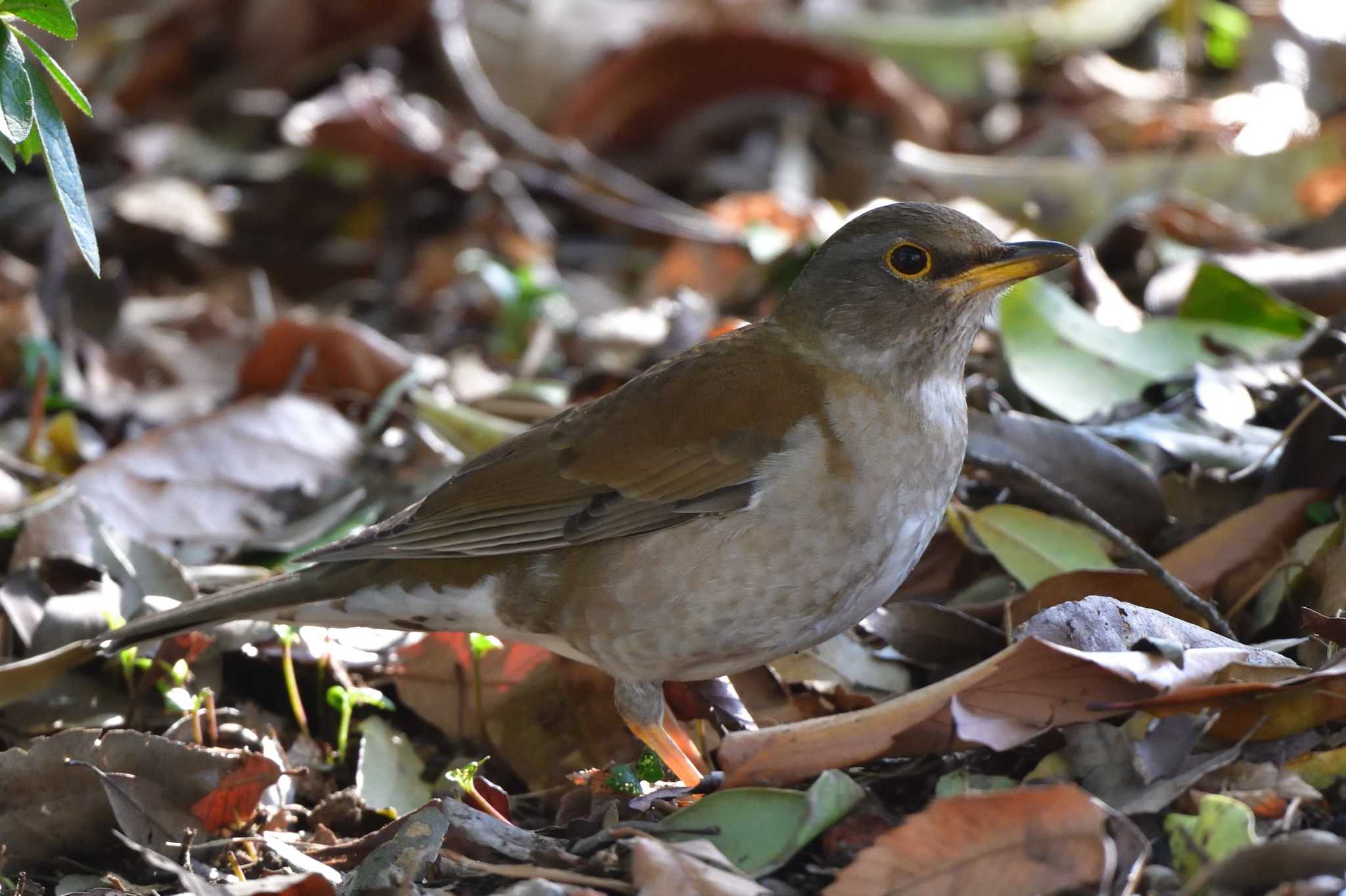 Photo of Pale Thrush at Nagahama Park by やなさん