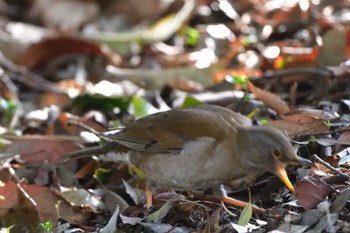 2024年3月20日(水) 長浜公園の野鳥観察記録