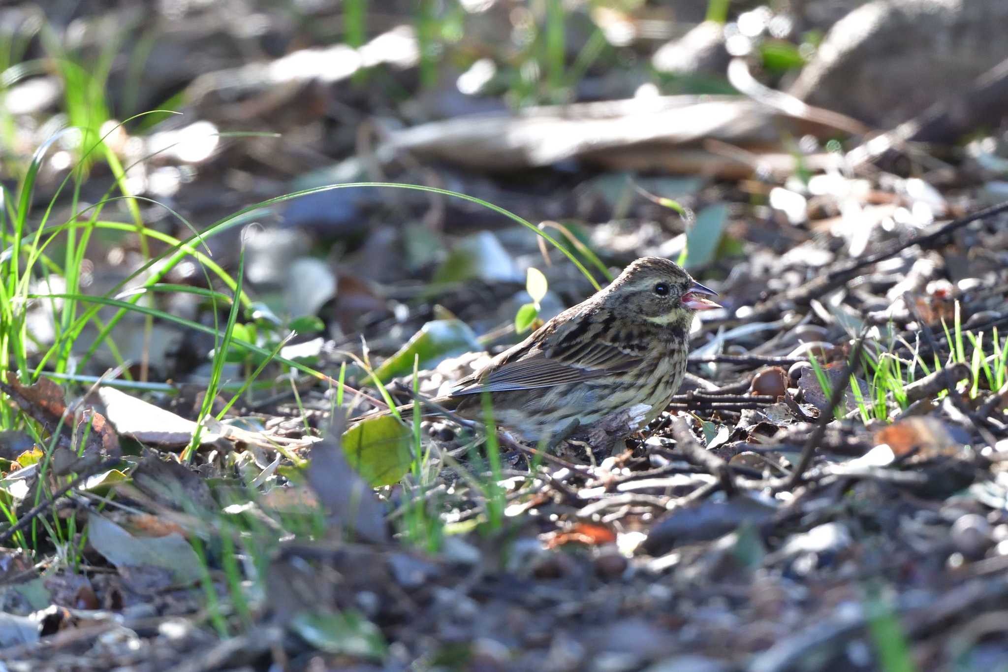 Photo of Masked Bunting at Nagahama Park by やなさん