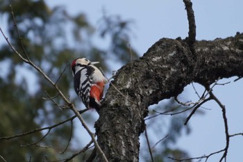 Great Spotted Woodpecker Mizumoto Park Sun, 3/17/2024