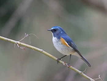 Red-flanked Bluetail 多摩地区 Sun, 3/24/2024