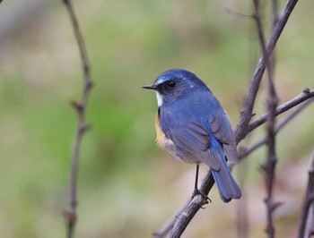 Red-flanked Bluetail 多摩地区 Sun, 3/24/2024