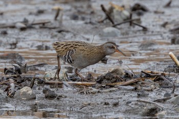 Brown-cheeked Rail 河口湖北岸(大石公園) Sun, 3/24/2024