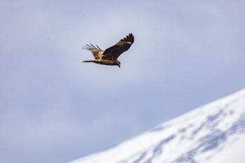 Black Kite 河口湖北岸(大石公園) Sun, 3/24/2024