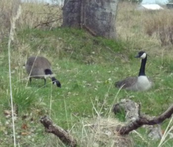 Canada Goose カナダ Sun, 3/26/2017