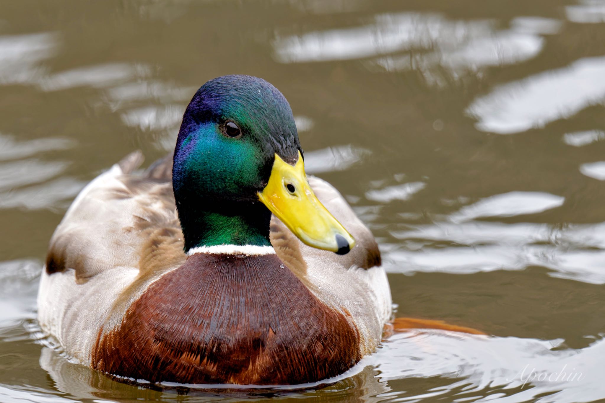 こども自然公園 (大池公園/横浜市) マガモの写真 by アポちん