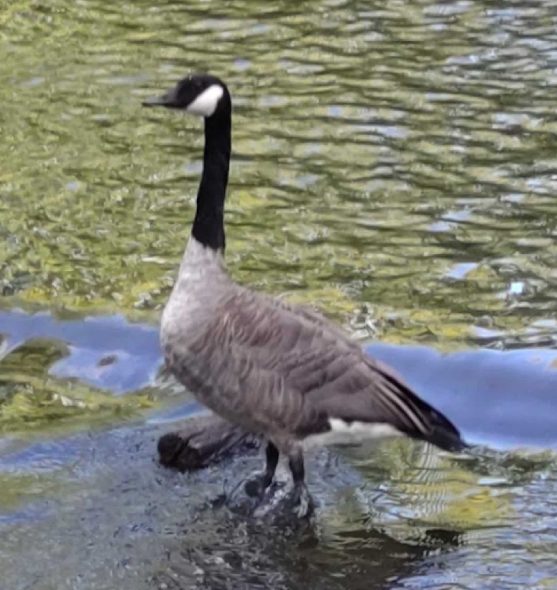 Photo of Canada Goose at アメリカ ミシガン州 by 生き物好きのY