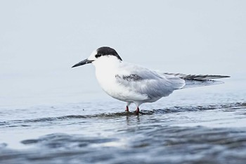 アジサシ ふなばし三番瀬海浜公園 2024年3月24日(日)