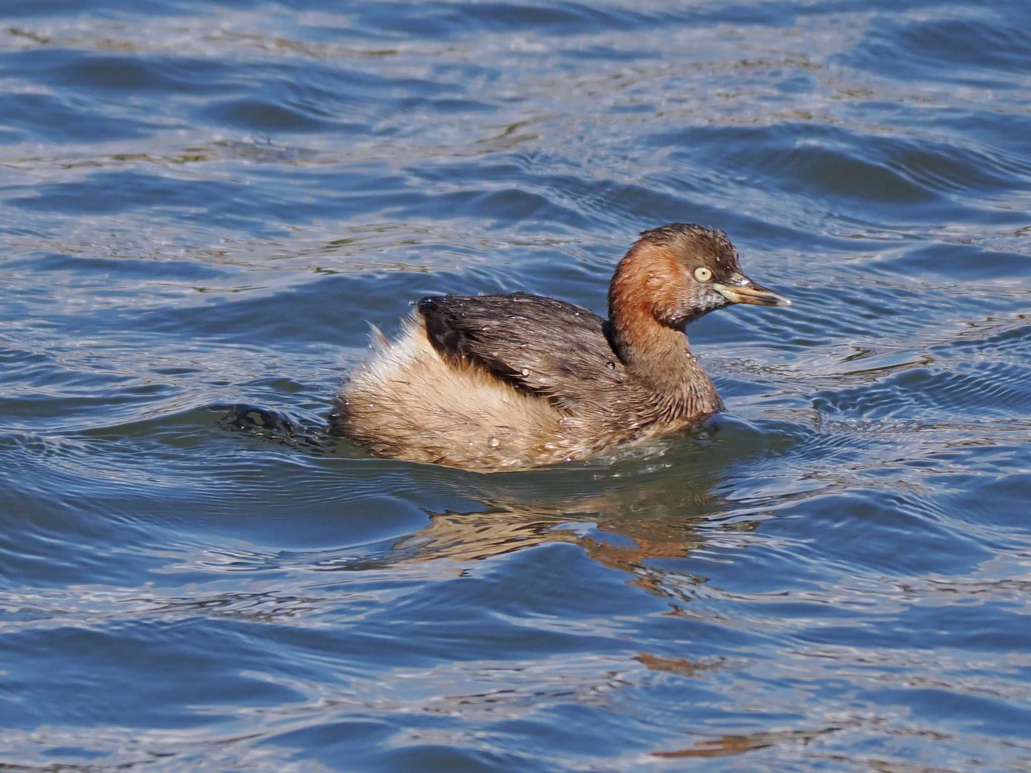 Little Grebe