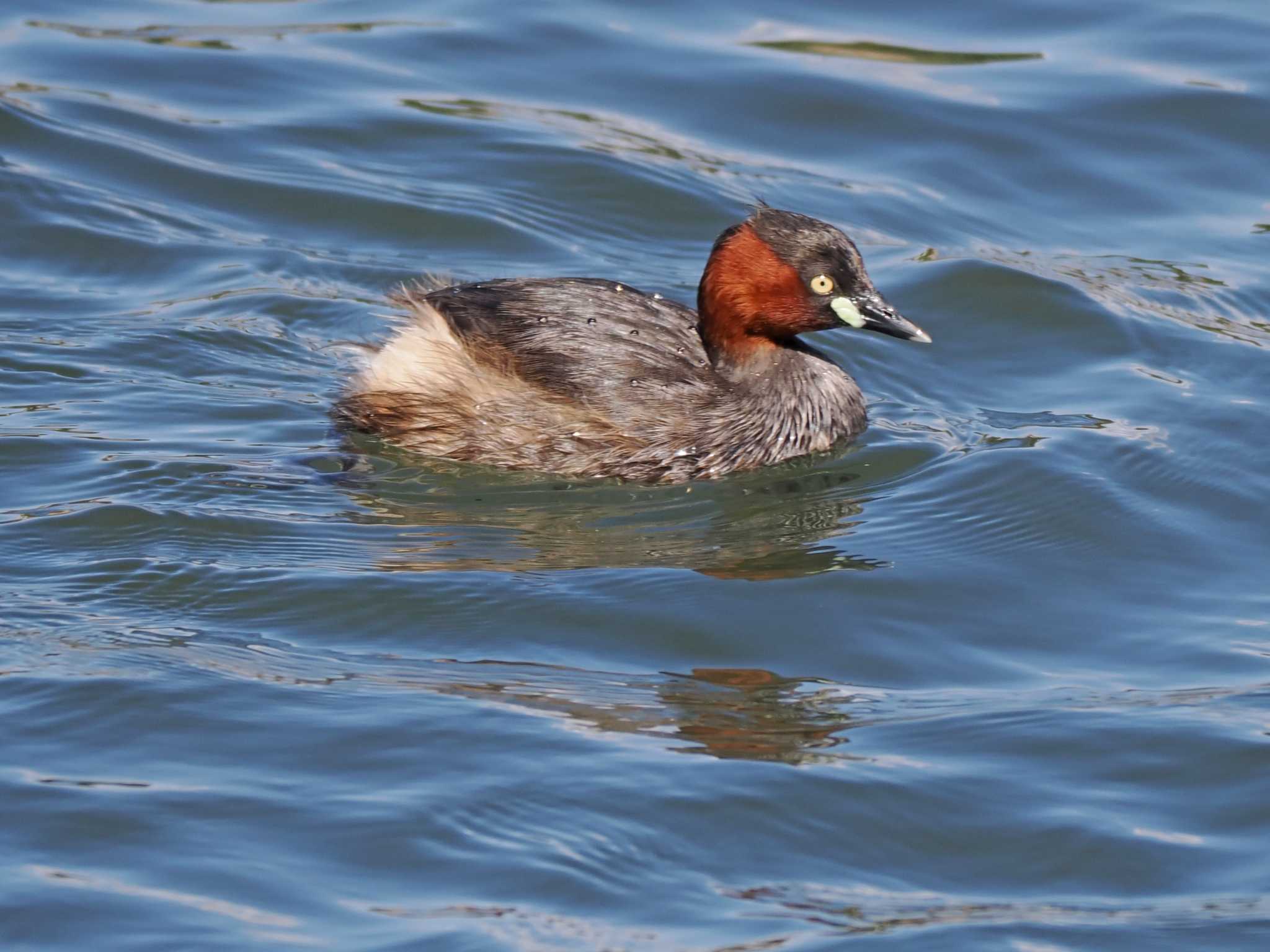 Little Grebe